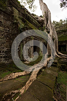 Ta Prohm Temple Siem Reap Angkor Located in Cambodia