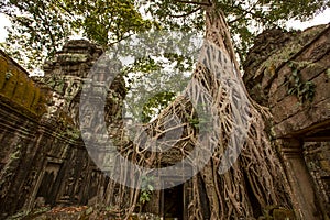 Ta Prohm Temple Siem Reap Angkor Located in Cambodia