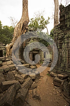 Ta Prohm Temple Siem Reap Angkor Located in Cambodia