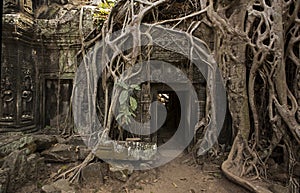 Ta Prohm Temple Siem Reap Angkor Located in Cambodia