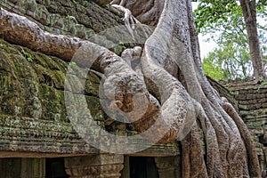 Ta Prohm temple Siem Reap, Angkor Wat, Cambodia