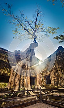 Ta Prohm temple. Siem Reap. Cambodia