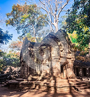 Ta Prohm temple. Siem Reap. Cambodia