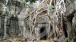 Ta Prohm Temple Siem Reap Cambodia- Ancient Angkor photo