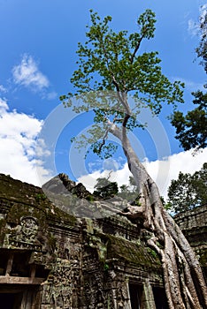 Ta Prohm Temple at Siem Reap, Combodia