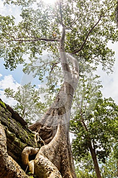 Ta Prohm Temple tree