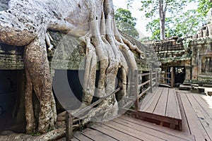 Ta Prohm Temple and Trees photo
