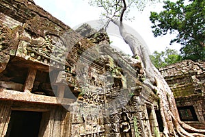 Ta Prohm temple UNESCO's world heritage at Angkor, Siem Reap