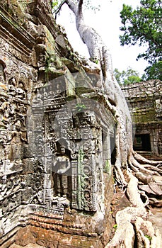 Ta Prohm temple UNESCO's world heritage at Angkor, Siem Reap