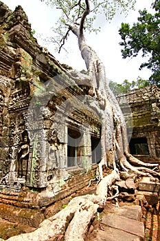 Ta Prohm temple UNESCO's world heritage at Angkor, Siem Reap