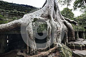 Ta Prohm (Tomb raider temple) at Angkor, Cambodia. UNESCO World Heritage Site.