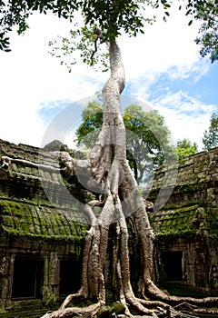 Ta Prohm tomb rider Temple Angkor