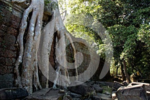 Ta Prohm Tree