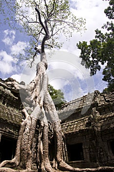 Ta Prohm Tree