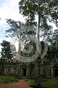 Ta Prohm with tree growing out of ruins, Siem Reap