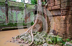 Ta Prohm trees, Angkor Wat