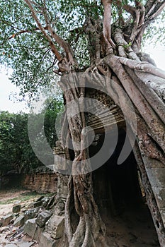 Ta Som temple. Ancient Khmer architecture under the giant roots of a tree at Angkor Wat complex, Siem Reap, Cambodia photo