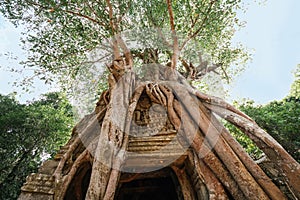 Ta Som temple. Ancient Khmer architecture under the giant roots of a tree at Angkor Wat complex, Siem Reap, Cambodia