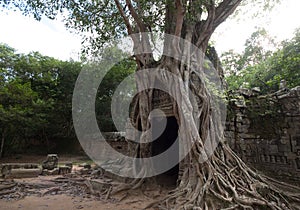 Ta Som temple. Ancient Khmer architecture under the giant roots of a tree at Angkor Wat complex, Siem Reap, Cambodia photo