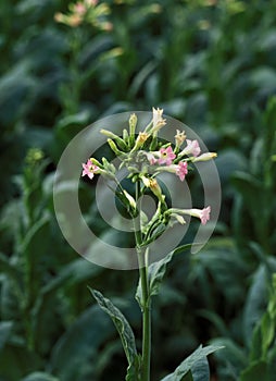 TABAC nicotiana tabacum