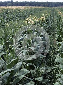 TABAC nicotiana tabacum