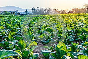 Tabacco farm on sunlight in evening