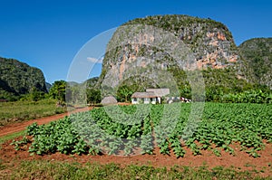 Tabacco Valley de Vinales and mogotes in Cuba