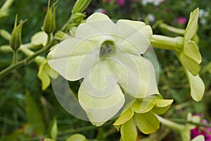 Tabaco green flower in summer garden photo