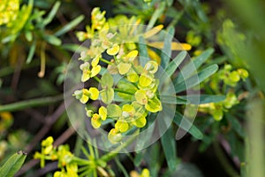 Tabaiba salvaje Euphorbia regis-jubae is a shrub endemic of Canary Islands photo