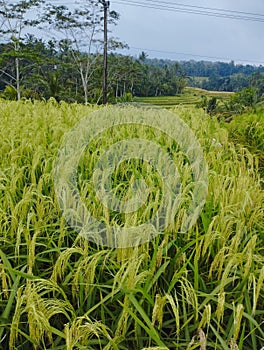 Tabanan Regency, 25 June 2023 : Rice field on terrace in jatiluwih Bali, Indonesia