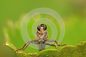 tabanidae insect prey on aphids