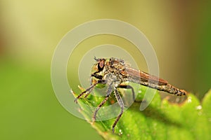 tabanidae insect prey on aphids