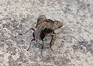 Tabanidae or pikat flies on the ground