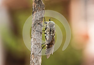 Tabanus species Black horse fly good sized winged insect with huge green compound eyes crystalline-looking wings and brown and