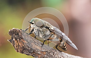 Tabanus species Black horse fly good sized winged insect with huge green compound eyes crystalline-looking wings and brown and