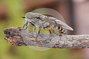 Tabanus species Black horse fly good sized winged insect with huge green compound eyes crystalline-looking wings and brown and