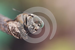 Tabanus species Common horse fly large parasitic fly with green eyes and brown and black abdomen on green and brown blur