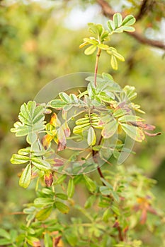 Tabaquillo or Polylepis Australis plant in Zurich in Switzerland photo