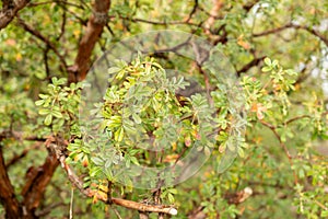 Tabaquillo or Polylepis Australis plant in Zurich in Switzerland photo