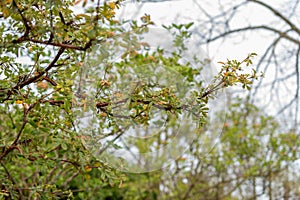 Tabaquillo or Polylepis Australis plant in Zurich in Switzerland photo