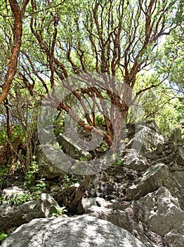 A tabaquillo tree in Villa de Merlo, San Luis, Argentina photo