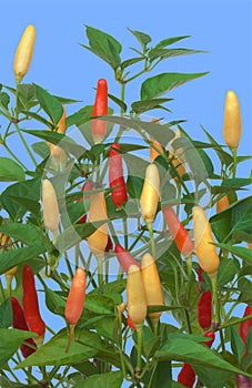 Tabasco Chilli Peppers Plant