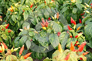 Tabasco pepper