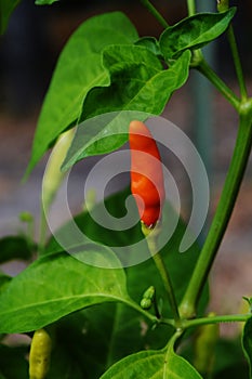 Tabasco Pepper