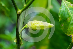 Tabasco pepper also known as Cabai rawit in Indonesia