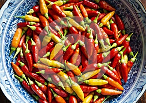 Tabasco Pepper Hot Pepper in Three Colors
