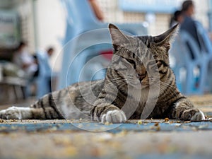 Tabbies lay on ground and action for photograher