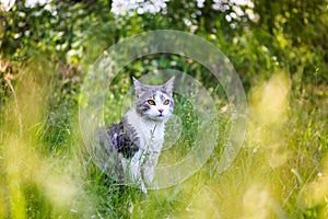 Tabby bicolor white gray cat in green grass in spring garden. Feline in nature.