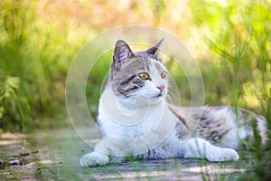 Tabby bicolor white gray cat relaxing outdoors on green grass in spring. Feline. photo