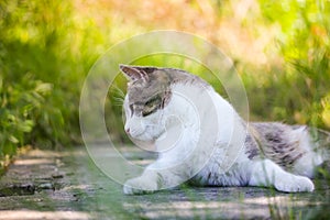 Tabby bicolor white gray cat relaxing outdoors on green grass in spring garden.